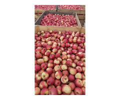 Продам яблуко | ogoloshennya.com.ua - 1