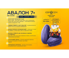 Насіння соняшника Авалон NS 6046 2022рік | ogoloshennya.com.ua - 1