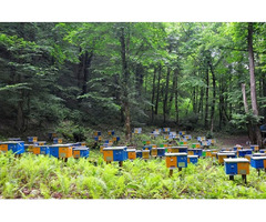 Пропонуються бджоломатки Карніка F1 пешец (Peshetz) | ogoloshennya.com.ua - 1
