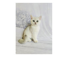 Британські кошенята сріблясті шиншили | ogoloshennya.com.ua - 2