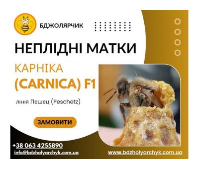Неплідні бджоломатки