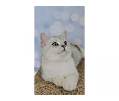 Британські кошенята 