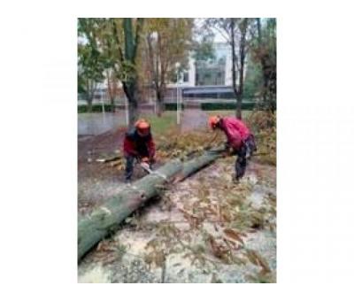 Корчевание пней. обрезка деревьев, сада, спил дерева, уборка Одеса
