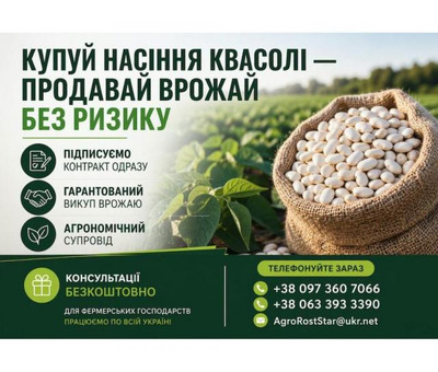 Насіння білої квасолі з контрактом на викуп врожаю