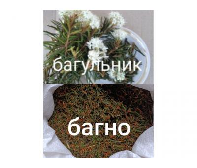 Багно багульник 