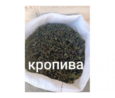  Кропива