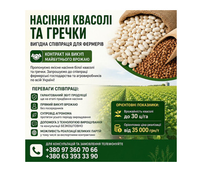Насіння квасолі та гречки — вигідна співпраця для фермерів