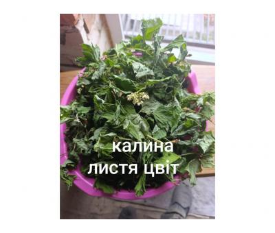 Калина листя цвіт 