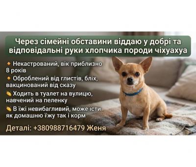 Віддам Чихуахуа
