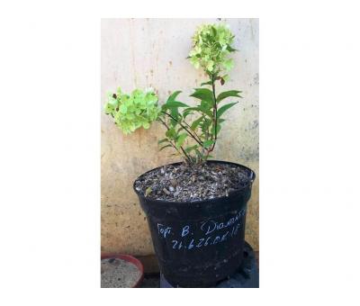 Гортензія волотиста Діамантіно (Hydrangea paniculata Diamantino) 5л.