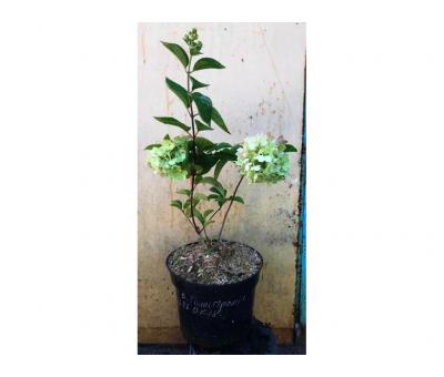 Гортензія волотиста Пінкі Проміс. (Hydrangea paniculata Living Pinky Promise)  5л.