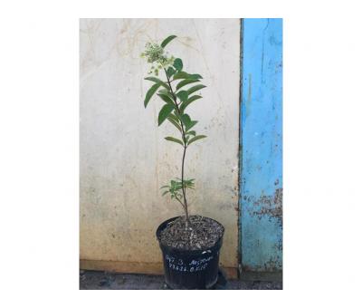 Гортензія волотиста Меджикал Фаєр (Hydrangea paniculata Magical Fire)  5л.