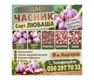 Продам часник сорт "Любаша"